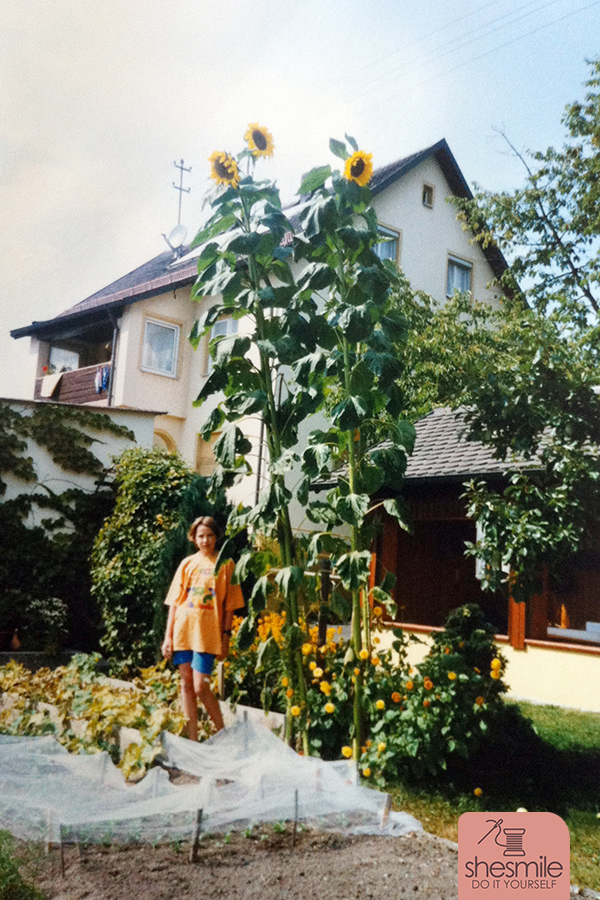 Der Obst- und Gartenbauverein Sulzbach-Rosenberg hat 1997 einen Sonnenblumenwettbewerb veranstaltet. Alle Schüler haben ein paar Sonnenblumenkörner bekommen und durften diese im Garten pflanzen. 355 davon, auch ich zusammen mit Oma und Opa, haben die Sonnenblumen im Garten gepflanzt und das Ergebnis eingereicht. Ja, was soll ich sagen... sie sind gewachsen und gewachsen. Das war total verrückt damals. Ich glaub ich hab in meinem ganzen Leben nie mehr so große Sonnenblumen gesehen. Mit einer Höhe von 3,65 Metern und einem Blütendurchmesser von 34 cm hab ich den 1. Platz an unserer Schule gemacht und den 2. Platz der ganzen Stadt. Um die Sonnenblume mit einem Meterstab messen zu können musste ich immer wieder auf eine Leiter steigen. Die Sonnenblume ist für mich also etwas ganz besonderes. Auch eine Erinnerung an die tolle Aktion von damals.