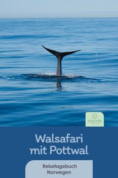 Auf und nieder, immer wieder! Erlebnisbericht unserer Walsafari mit Pottwal in Andenes. Im Nordmeer von Norwegen vor Andøya. Reisetagebuch mit Kindern.